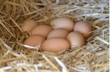 Eier im Strohnest