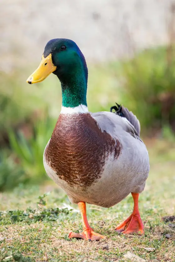 Stockente im Porträt