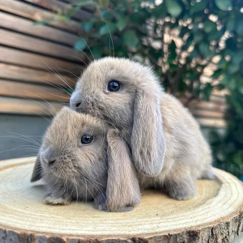 Kaninchen aus unserer Vereinszucht