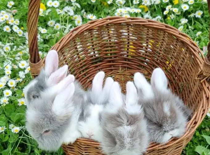 Weißes Zwergkaninchen
